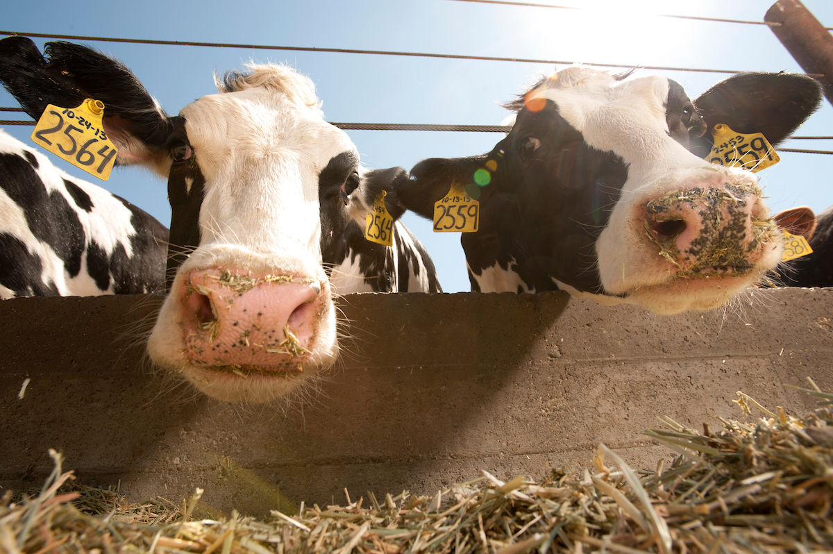 Cows, close up and personal