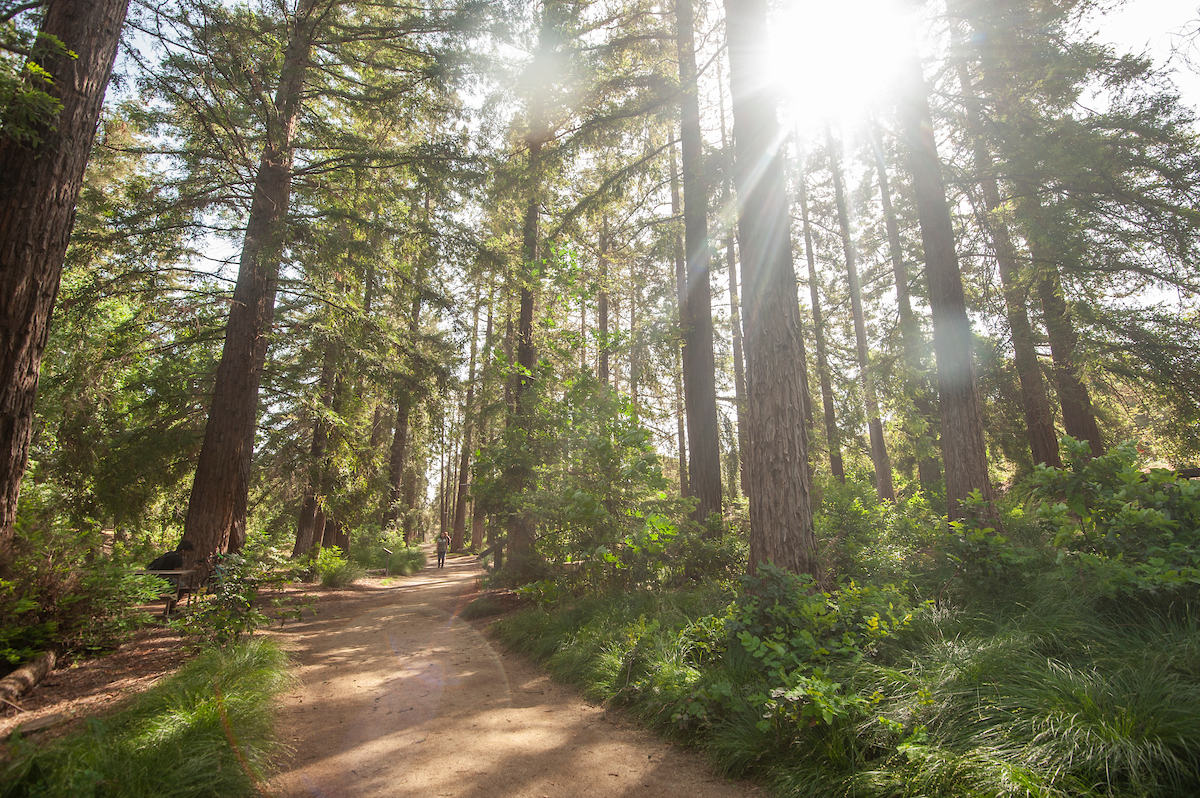 Path through redwoods