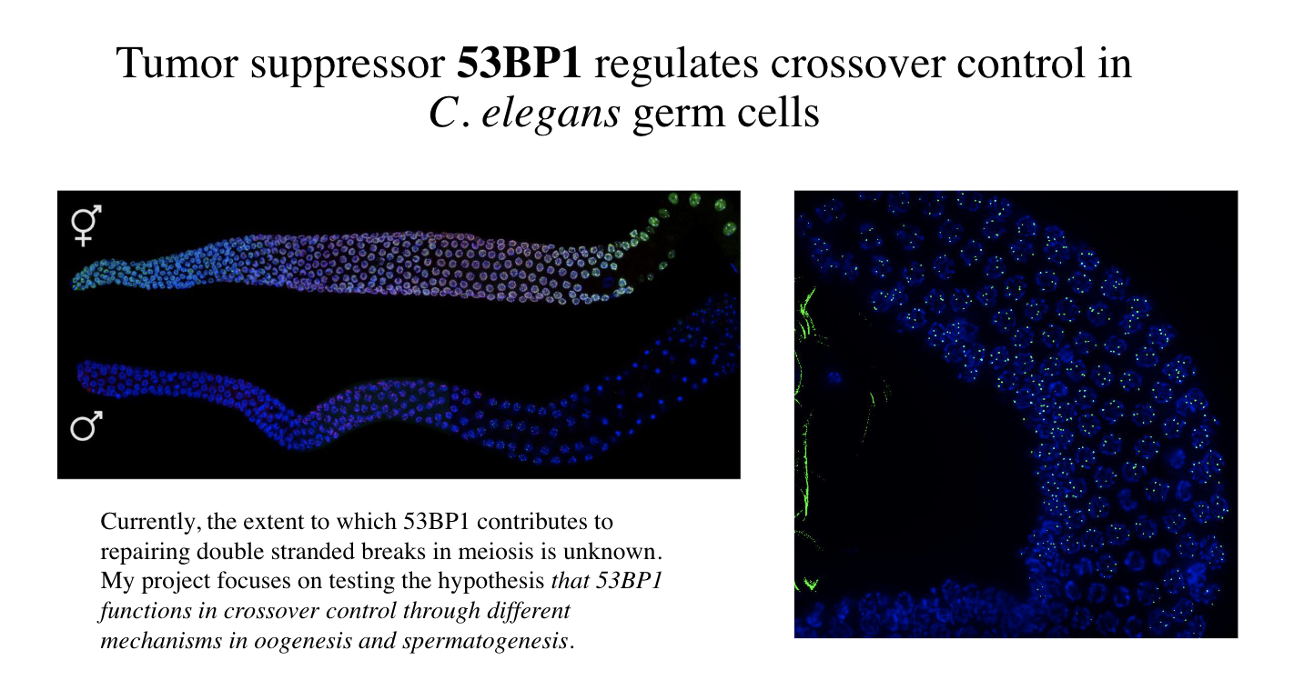 Slide for a three-minute research talk by UC Davis PREP scholar Angel Ruiz, showing imaging of the nematode C. elegans