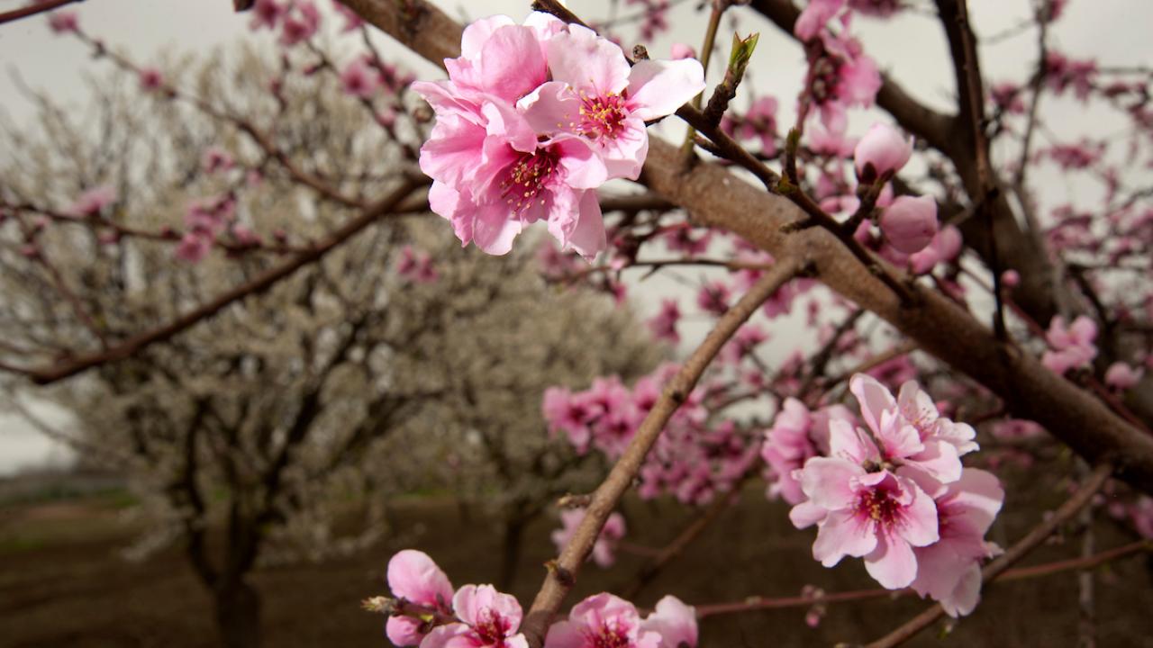 Fruit tree blossoms in early spring