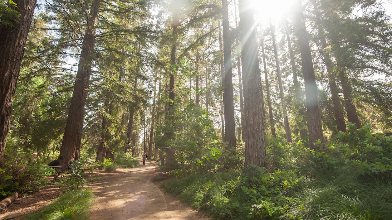 Path through redwoods