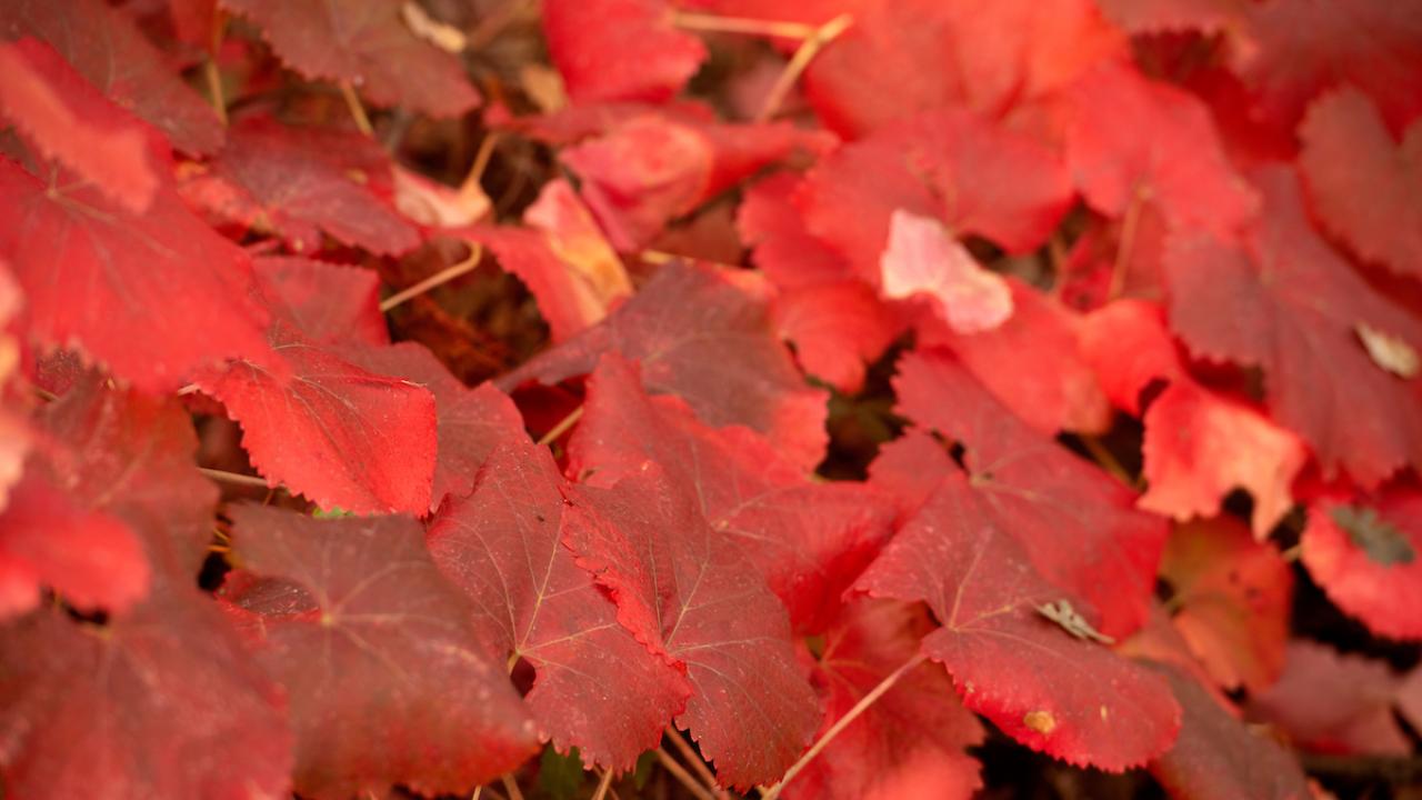 Red foliage at the UC Davis Arboretum