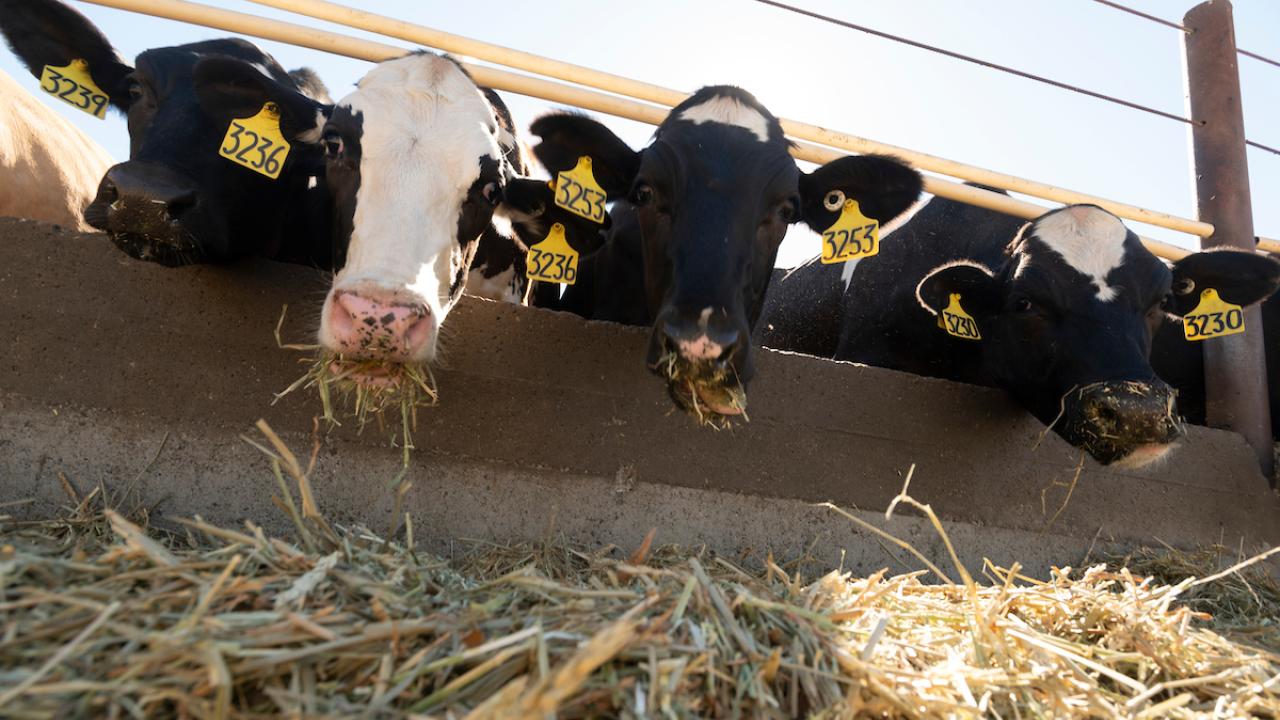 Dairy cows in a line