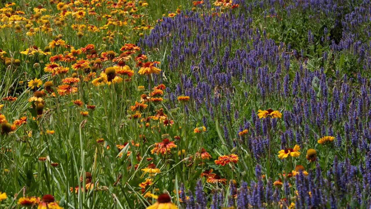 Orange Galliardia, yellow Rudbecki, and purple Salvia at UC Davis