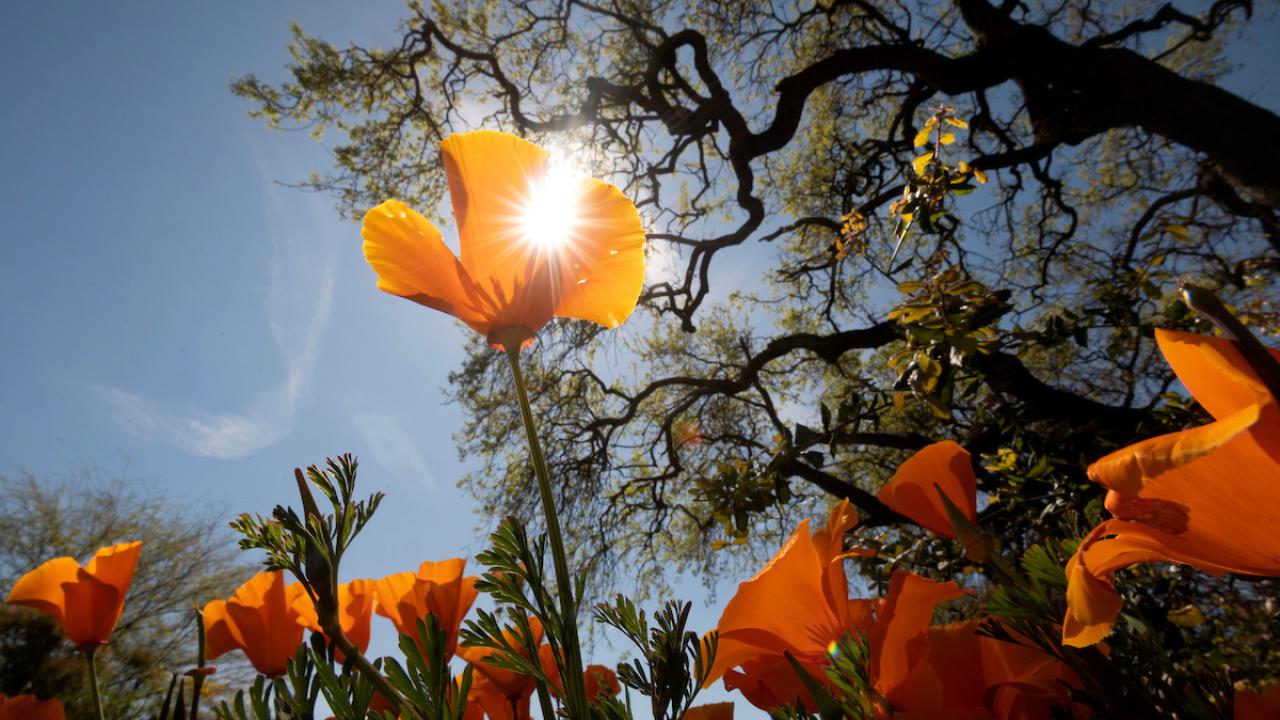 Poppies, an old oak tree, and sunlight in early spring