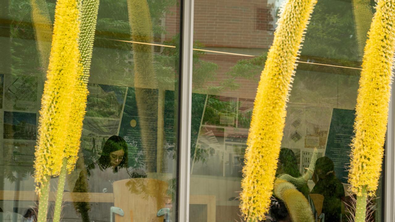Octopus agave in bloom