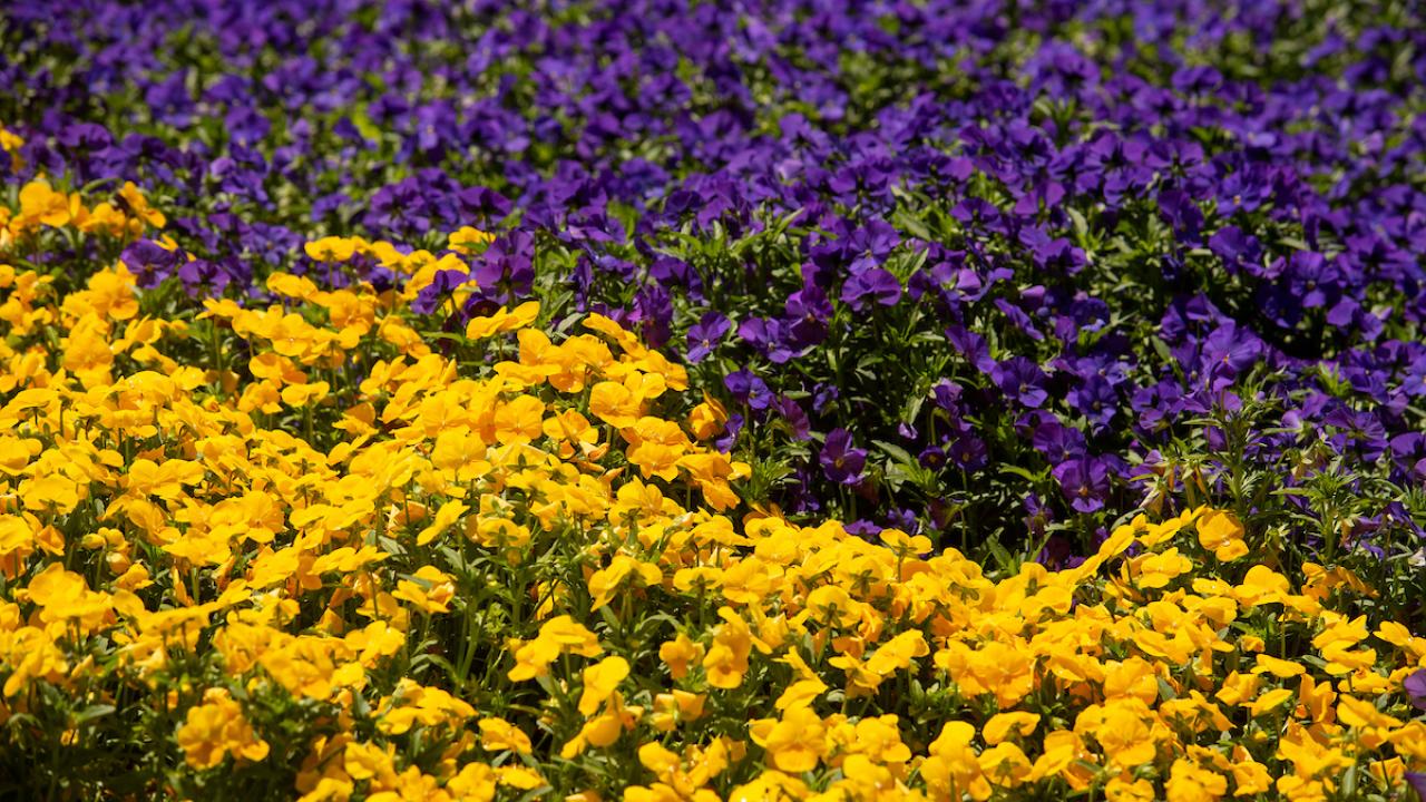 carpet of purple and gold flowers