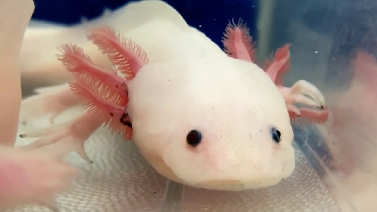 Axolotl face