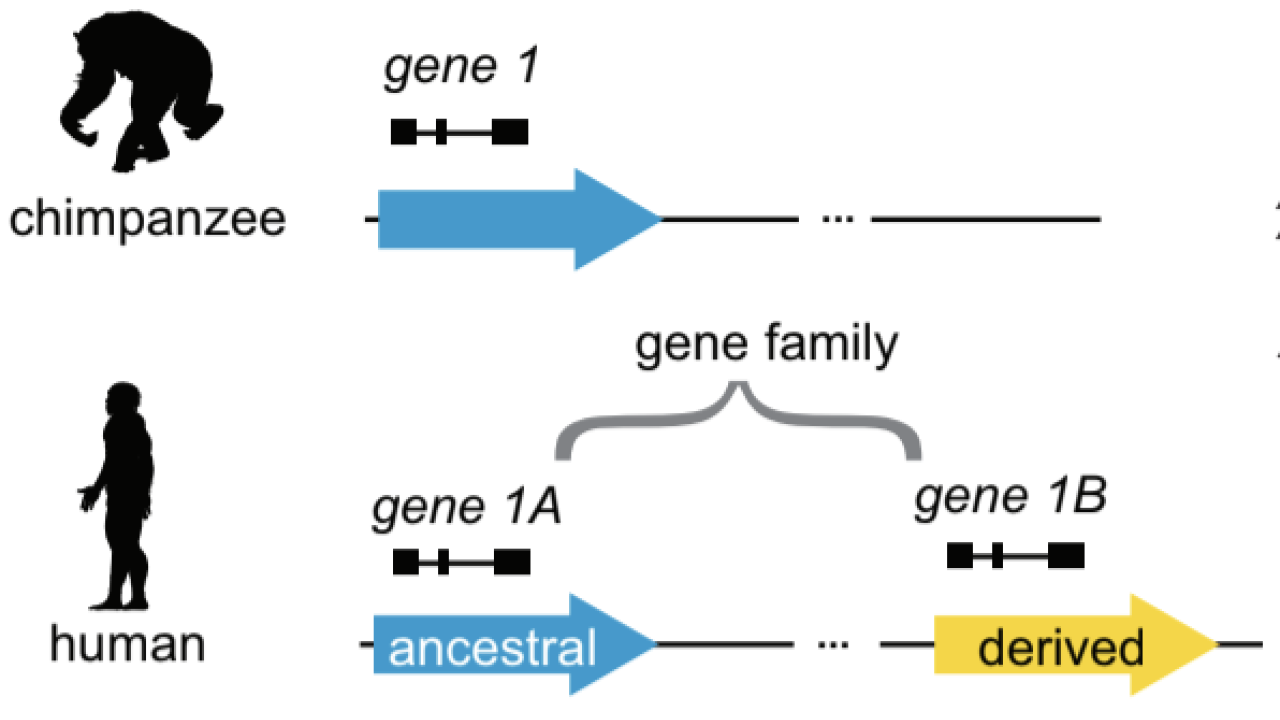 duplication of genes from ancestral state