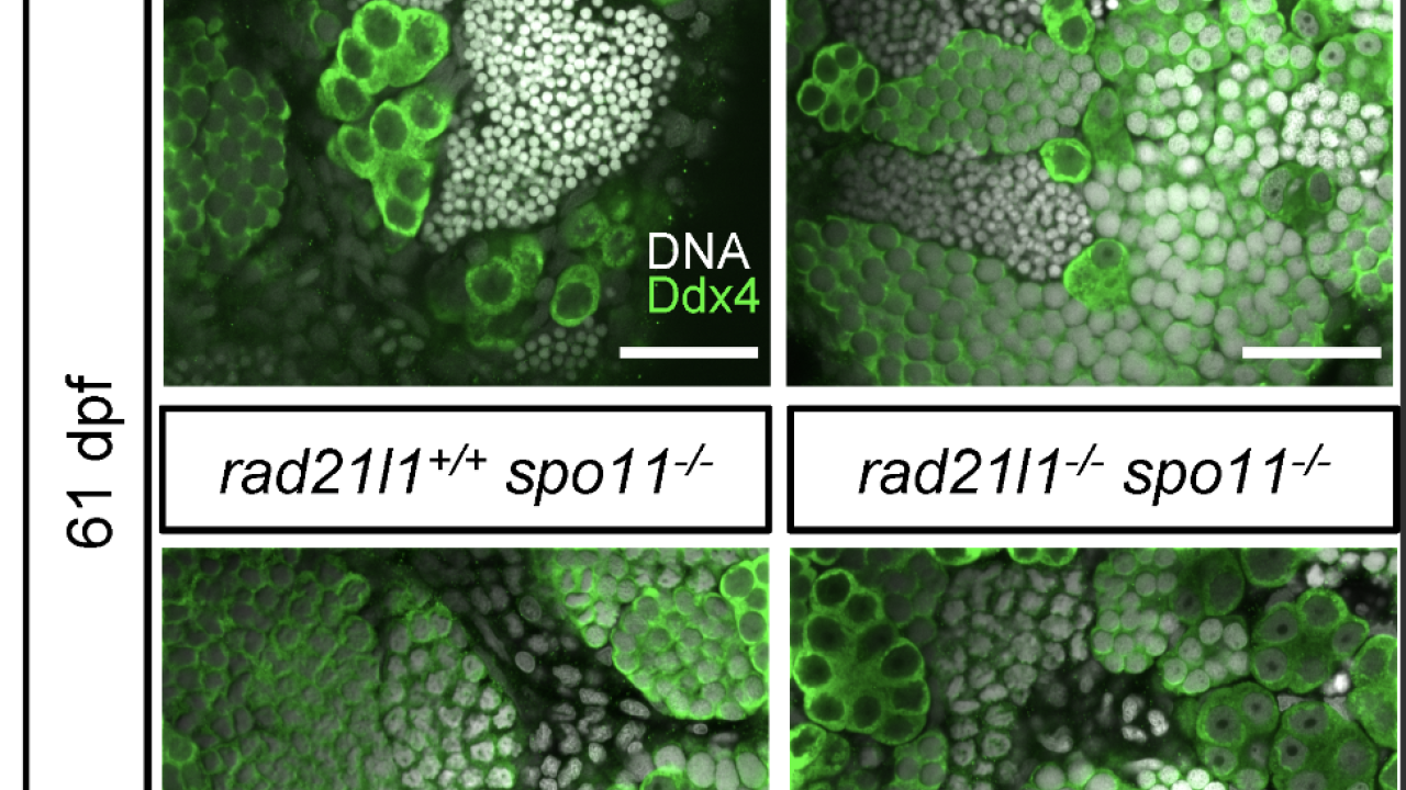 Whole mounts of zebrafish testes from Blokhina et al. 2021