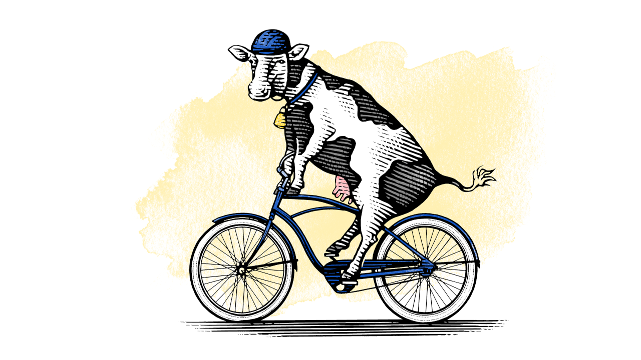 Steven Noble cow on a bike