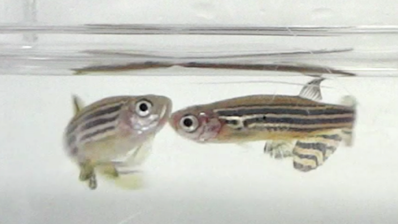 Zebrafish