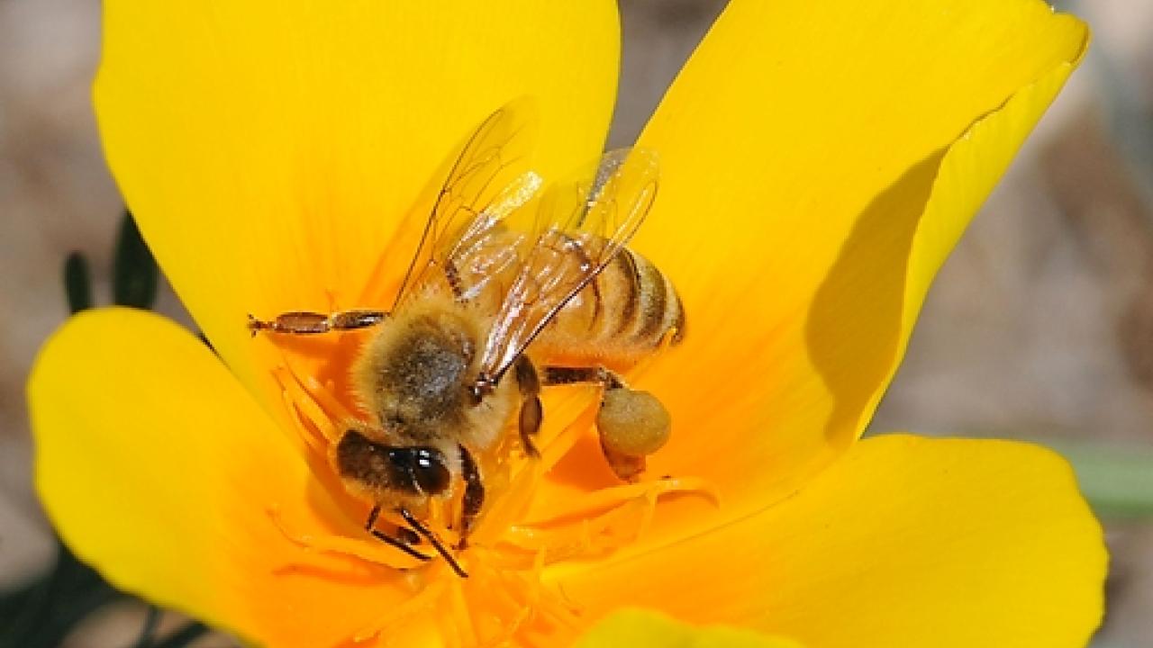 honeybee on poppy