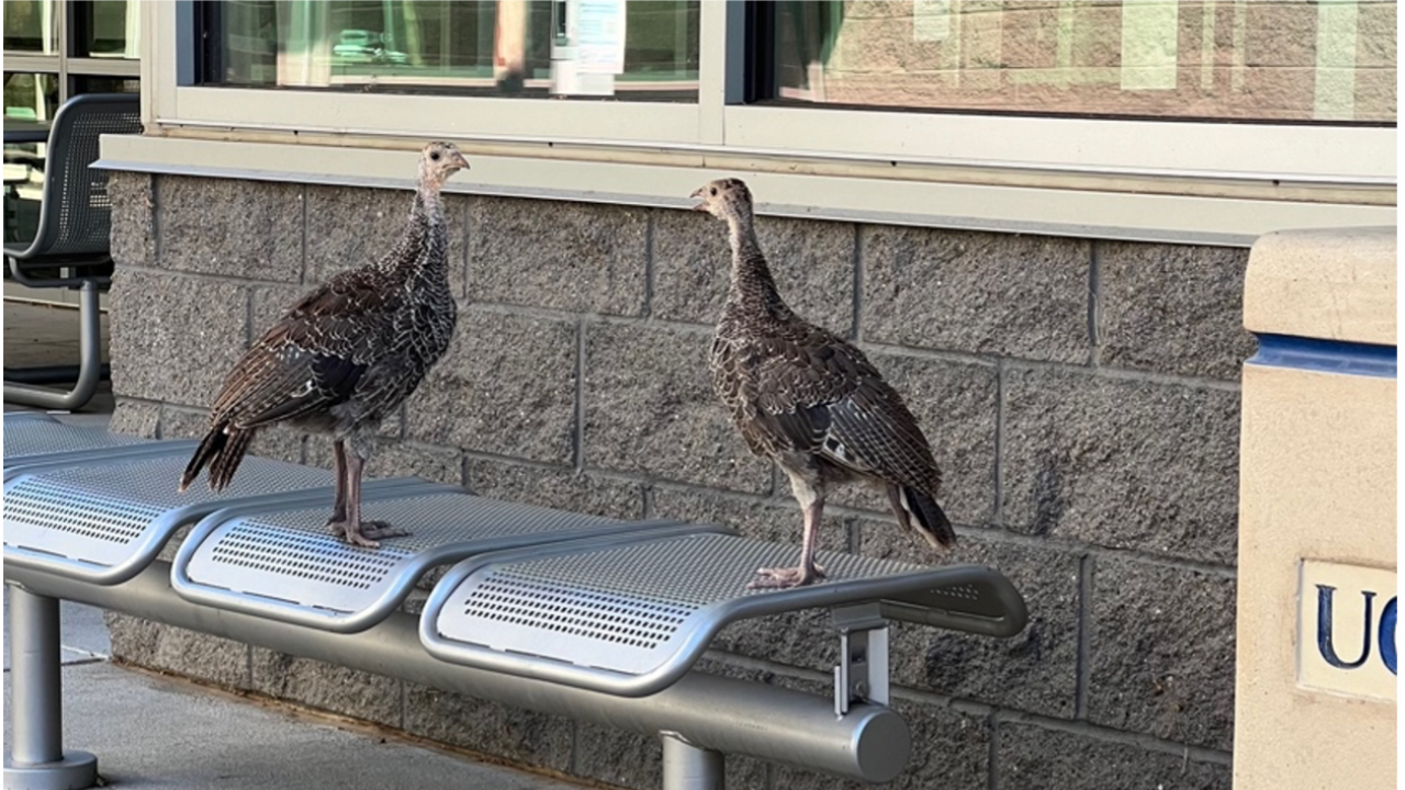 Juvenile turkeys on a bench at UC Davis
