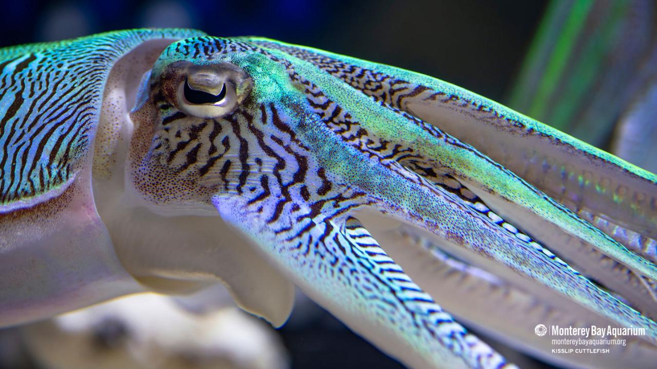 Kisslip cuttlefish