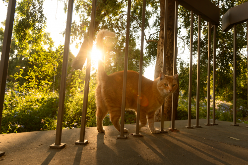 Cheeto the Physics Dept cat