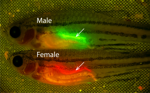 red and green labeled zebrafish reproductive organs