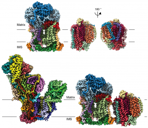 Colorful depictions of plant mitochondrial respiratory chain complexes , with colors that correspond to subunit
