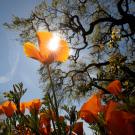 Poppies, an old oak tree, and sunlight in early spring