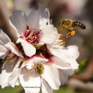 foraging honey bee