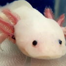 Axolotl face
