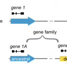 duplication of genes from ancestral state