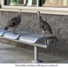 Juvenile turkeys on a bench at UC Davis