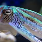 Kisslip cuttlefish